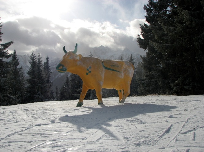Here they are - Alpine cows
