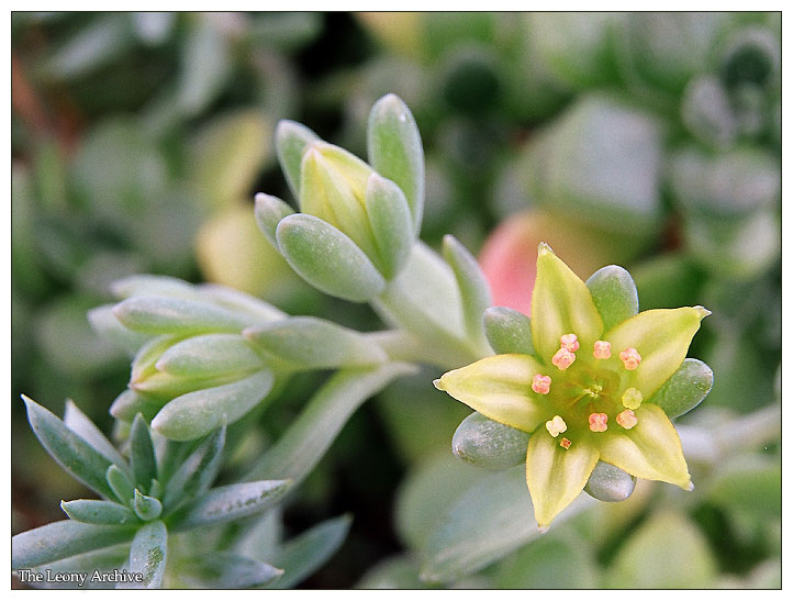 Flower number 41