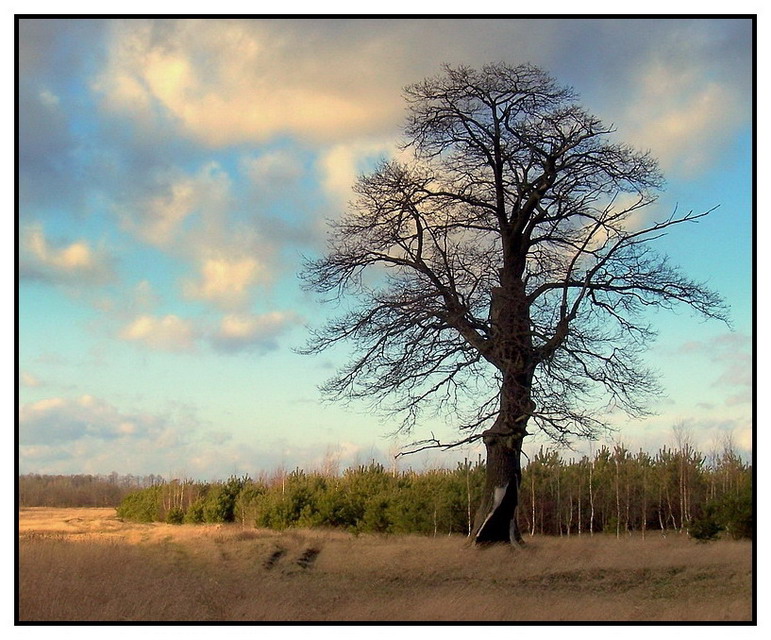 Poddubny undergrowth