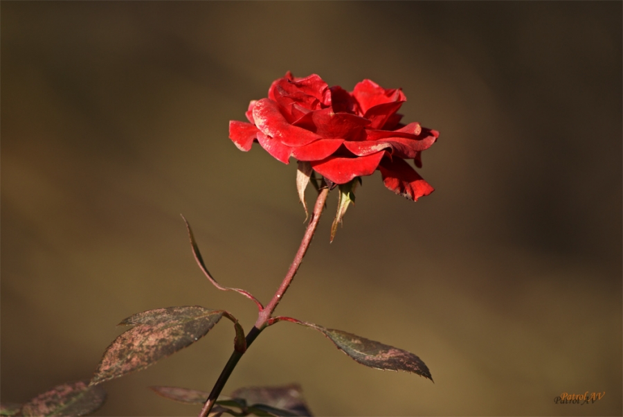 December's Rose ...