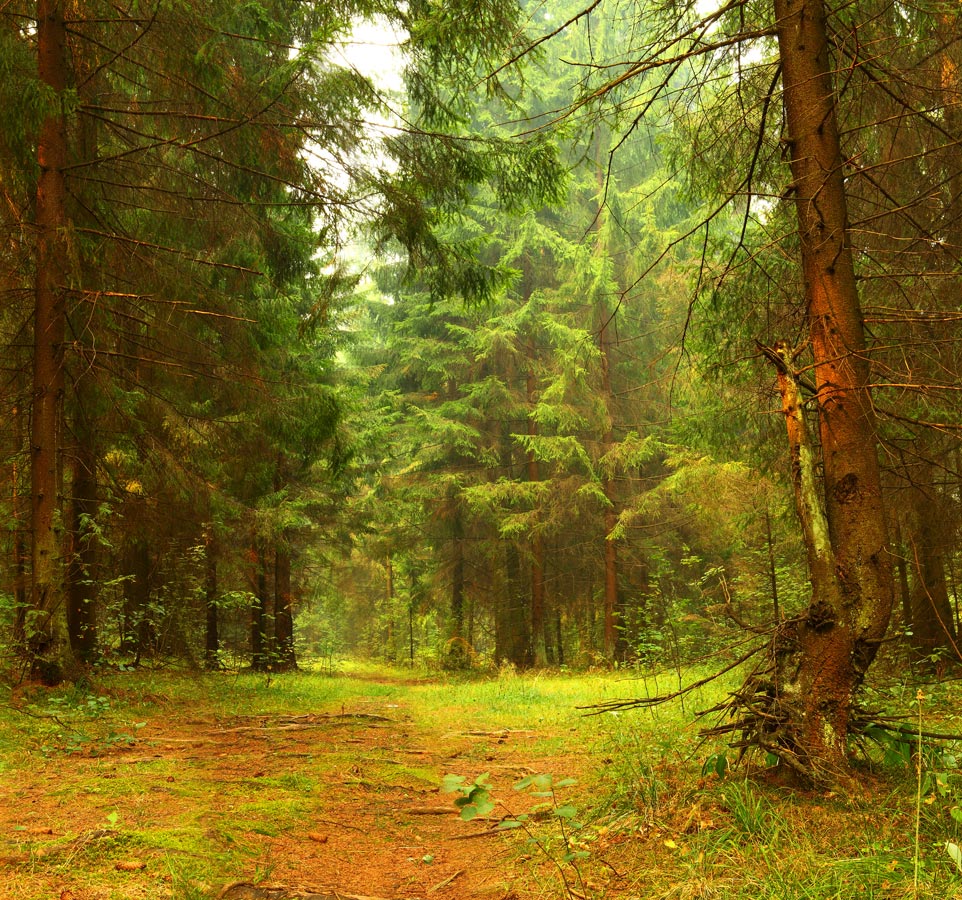 Forest-3 / ***