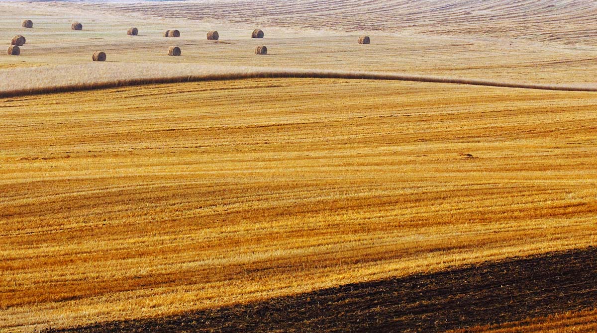 Line of ripe summer