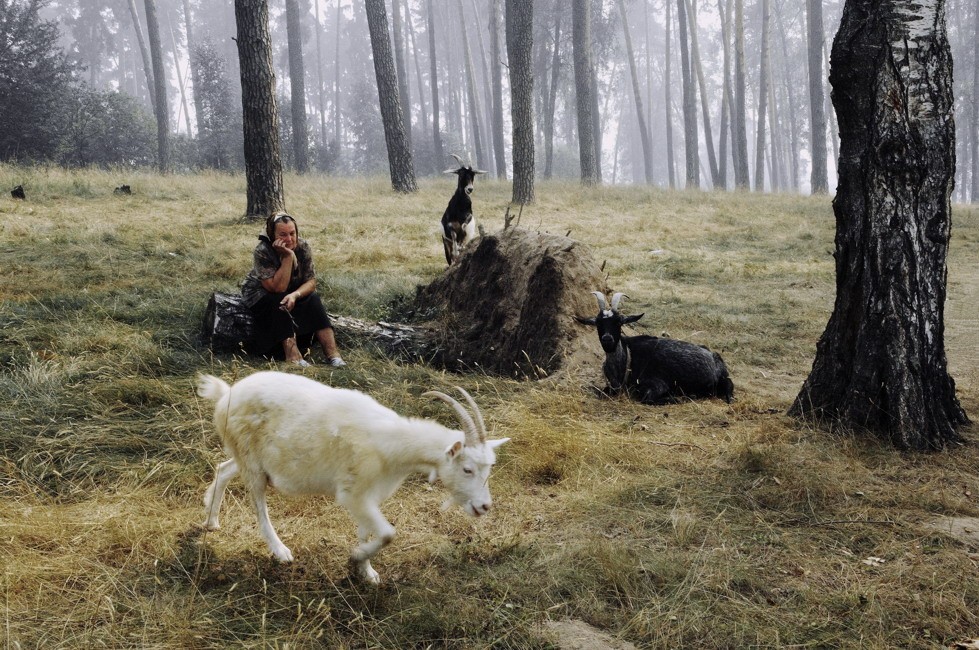 The life of goat thinking ... (2010)