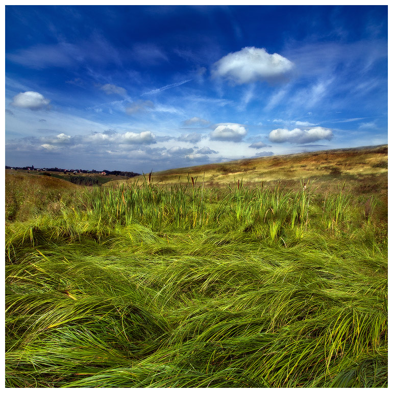 Rustling reeds / ***
