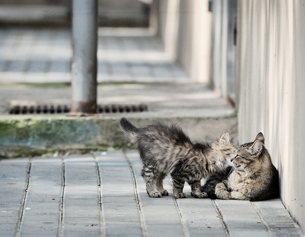 Tenderness