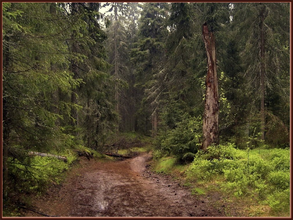 After the rain / ***