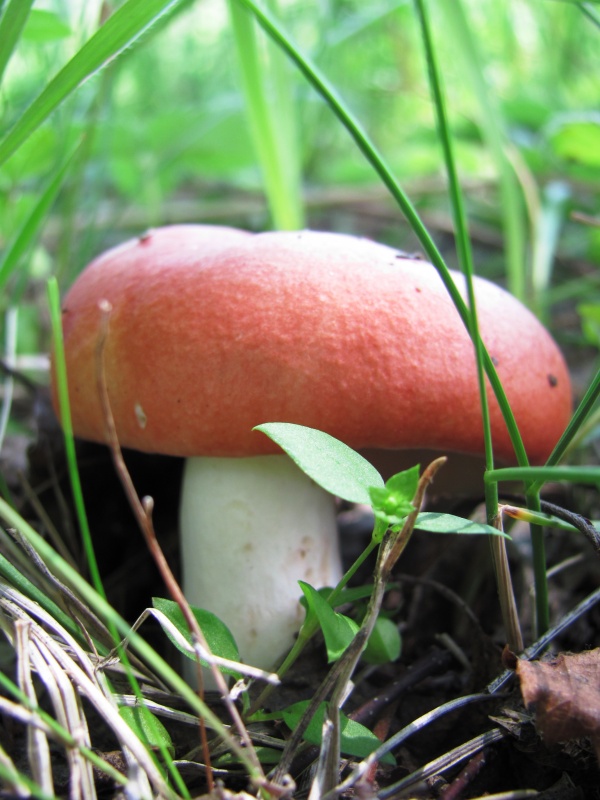 Mushroom