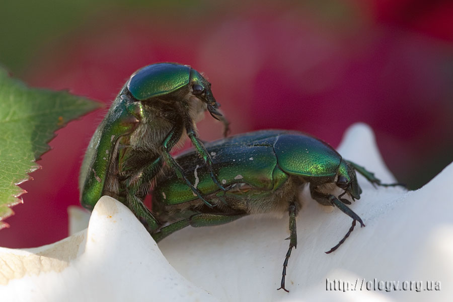 Of the private life of insects
