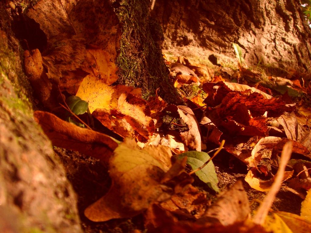 Autumn Nature