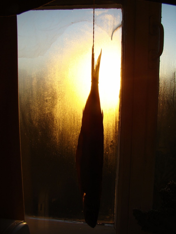 fish