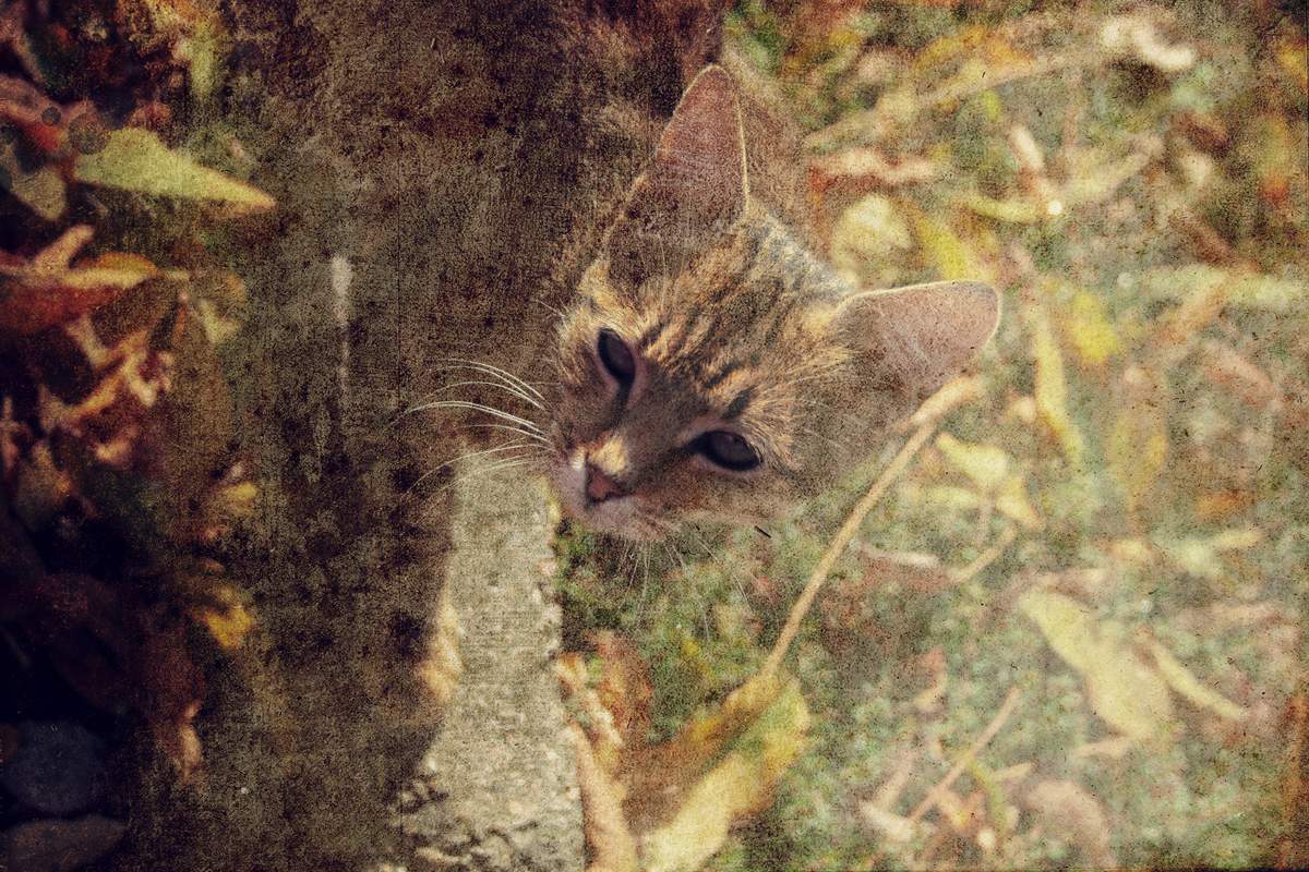 .. The Cat who merged with foliage ...