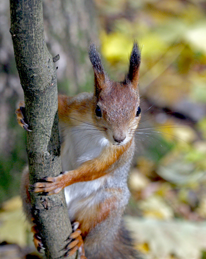 Squirrel