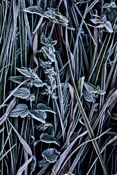 The first frost