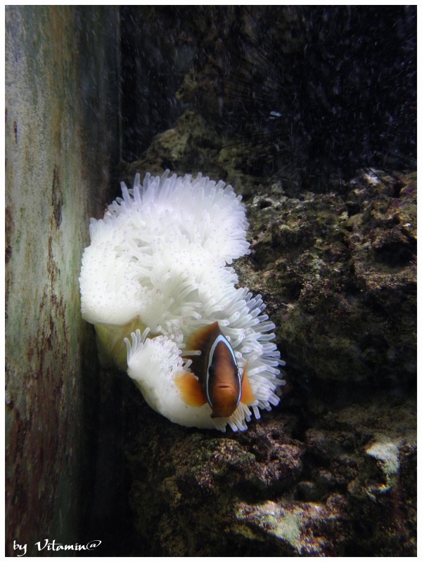 Nemo