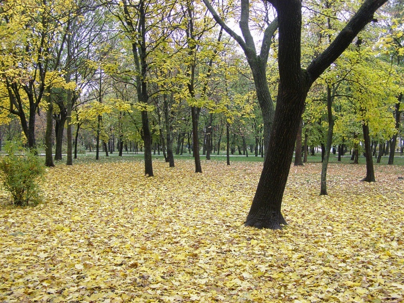 Beauty-October