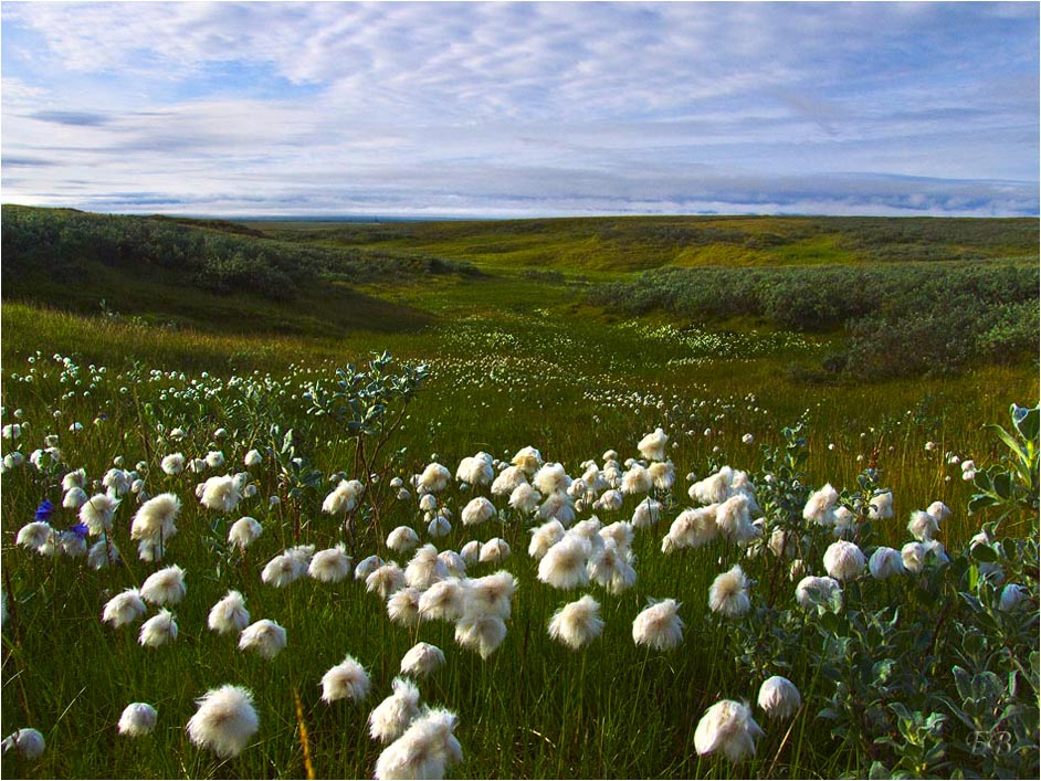 Flowers tundra-II