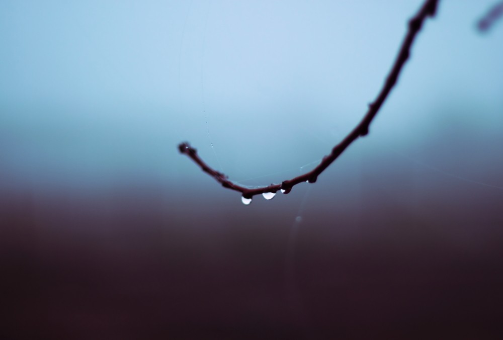 purity drops