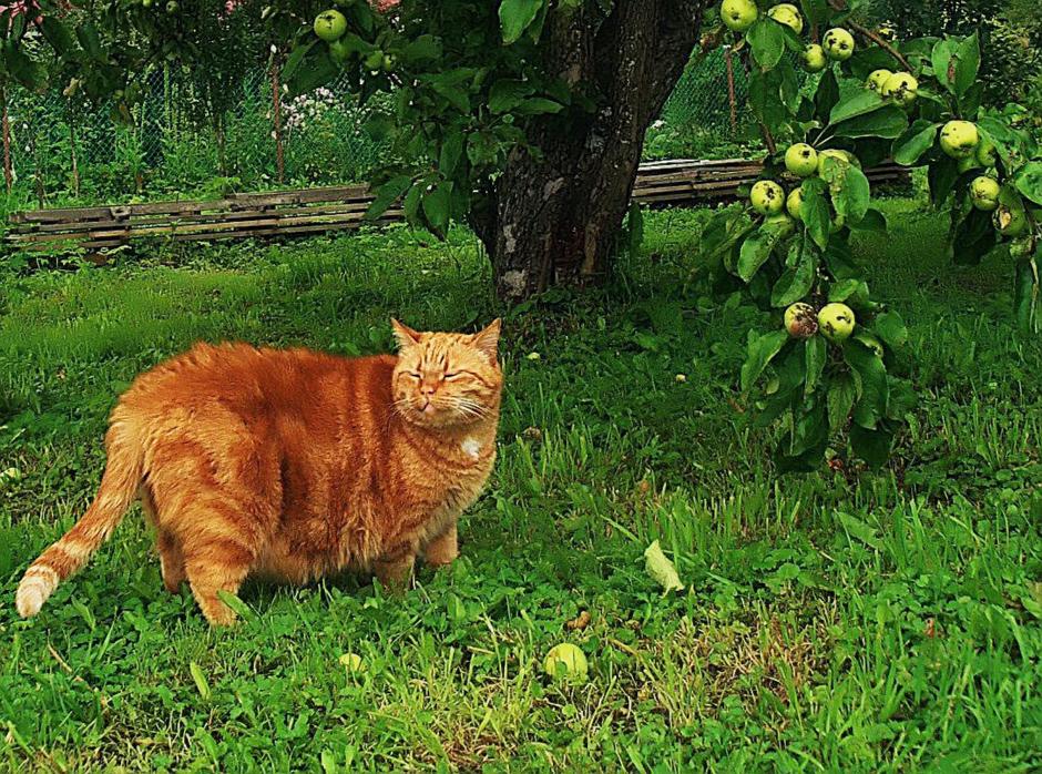 Apple delight