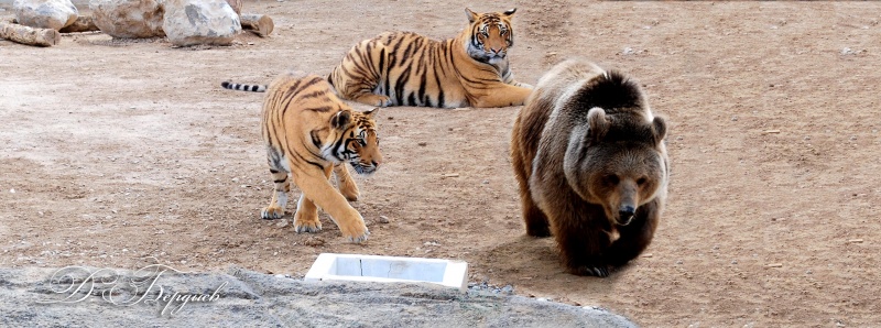 Tiger hunting / ***
