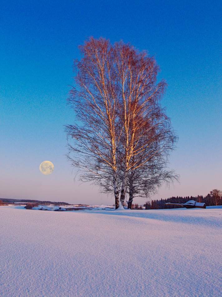Winter Light