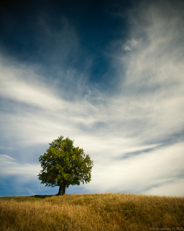 Oak