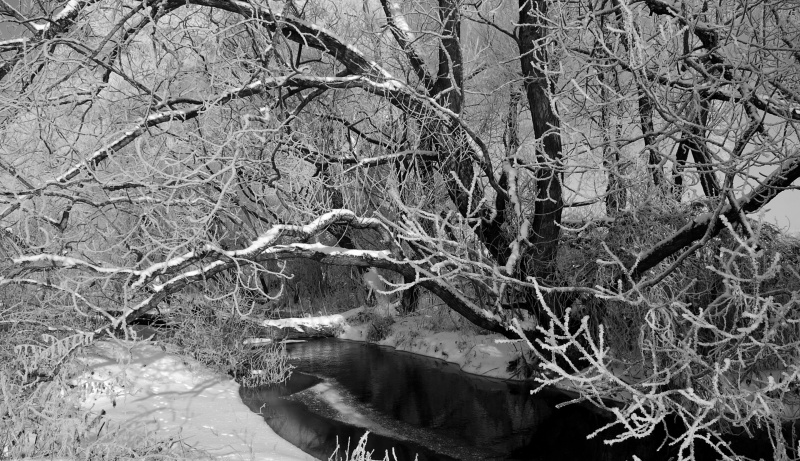 Deep in the Forest