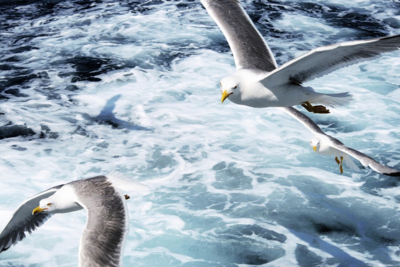 sea birds