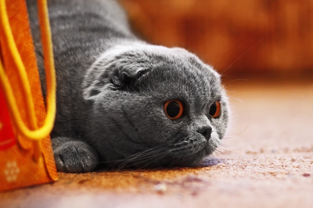 in ambush)))