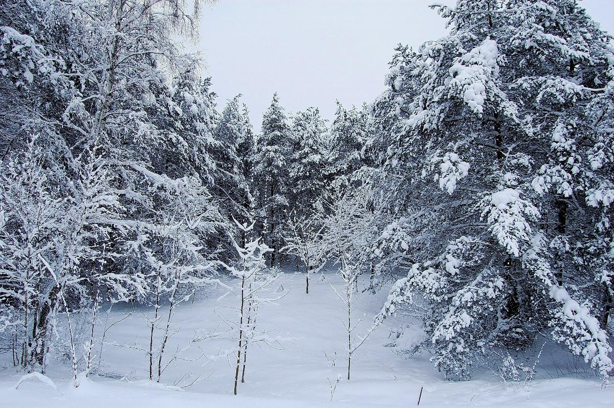 Snow paradise