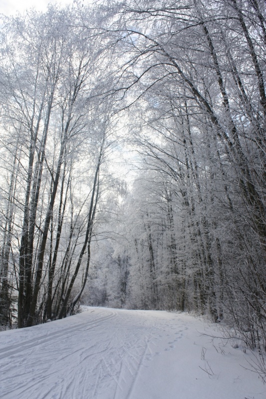 Forest trail