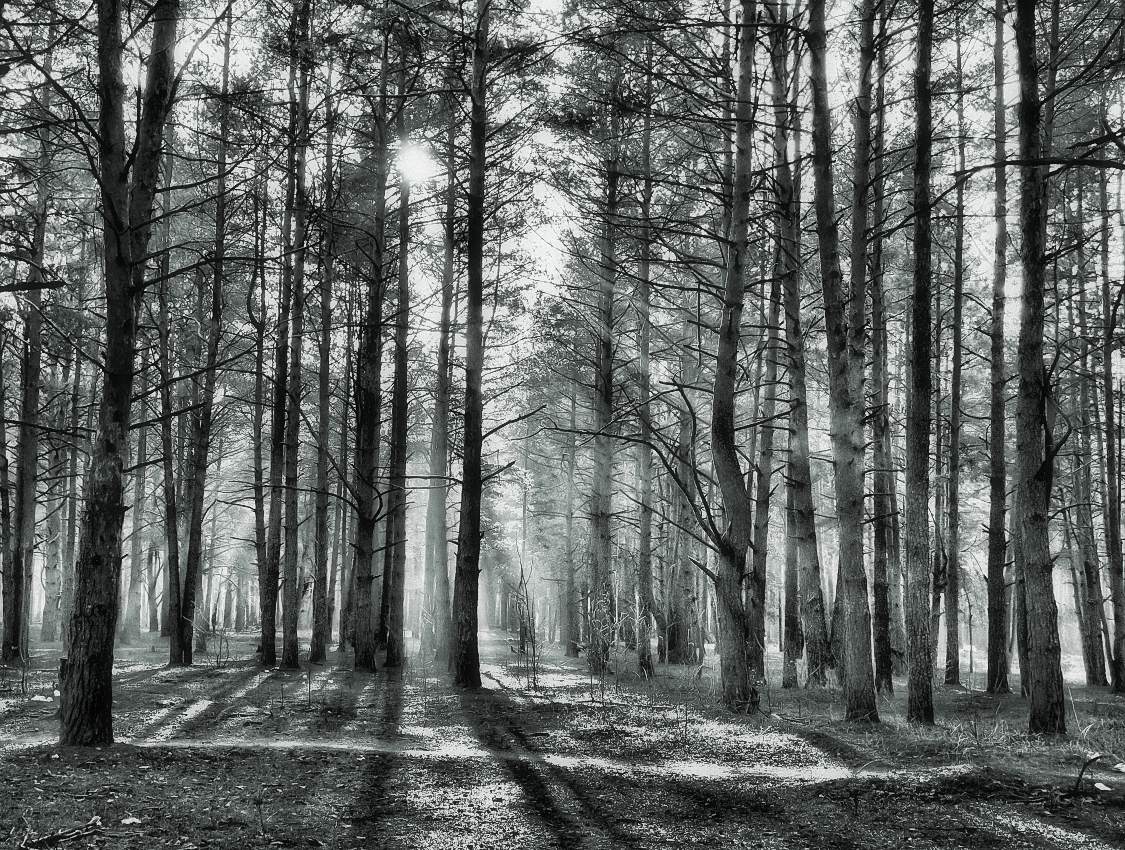 Sunny forest