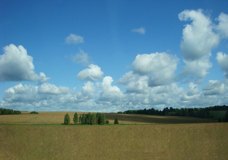 Copse