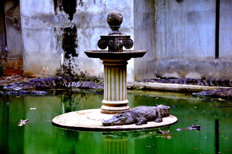 Crocodile