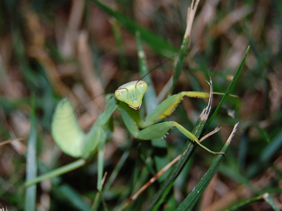 Smile mantis