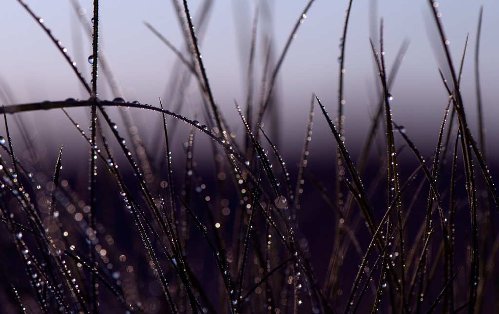 Freshness, tenderness ...