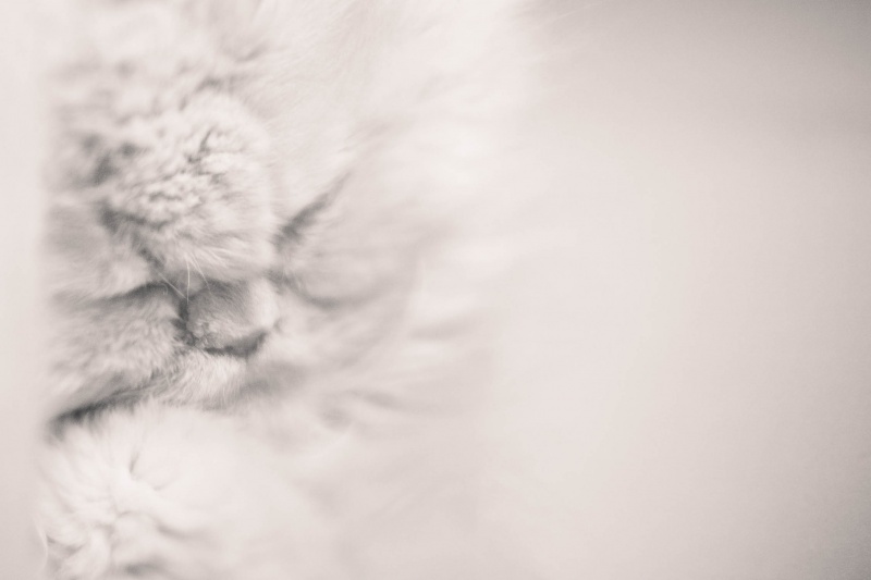 Dream ...