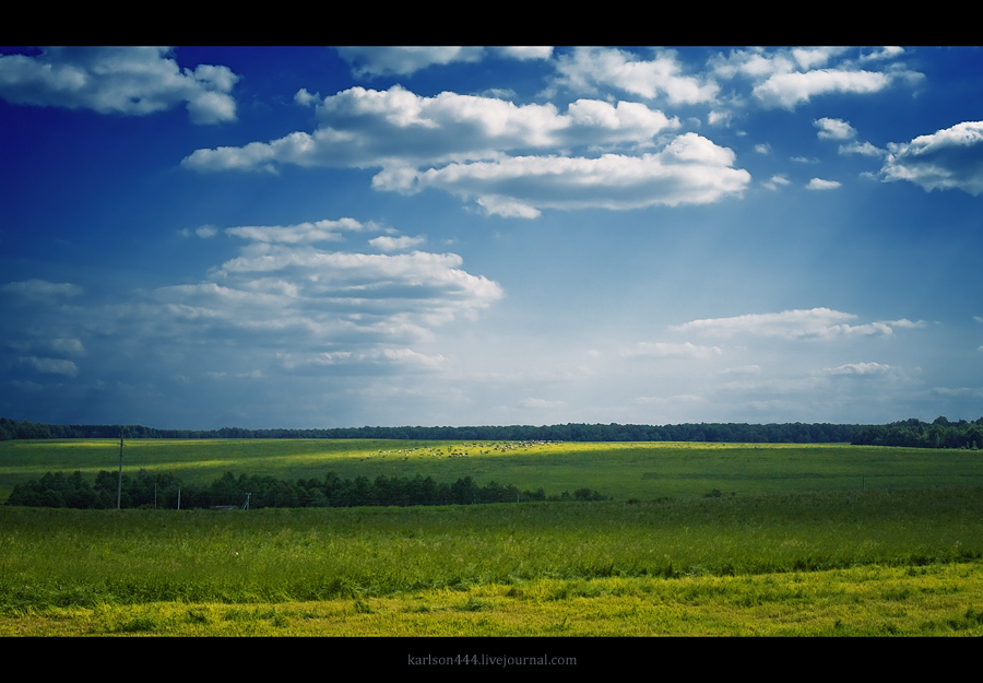 Grazing in the meadow ...