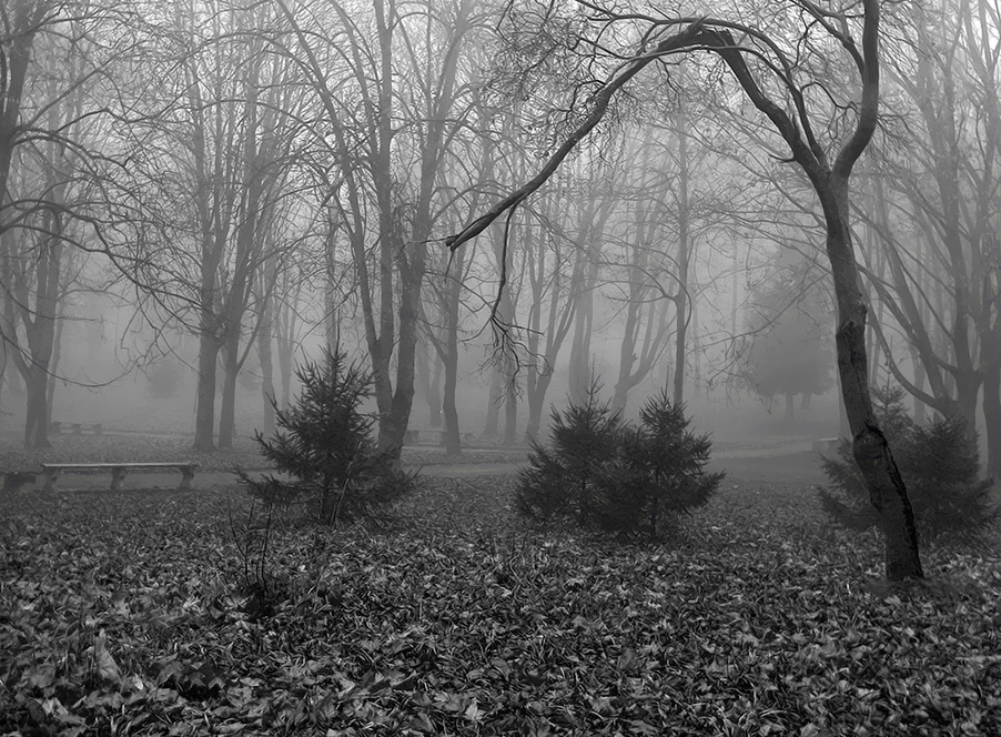 Foggy morning