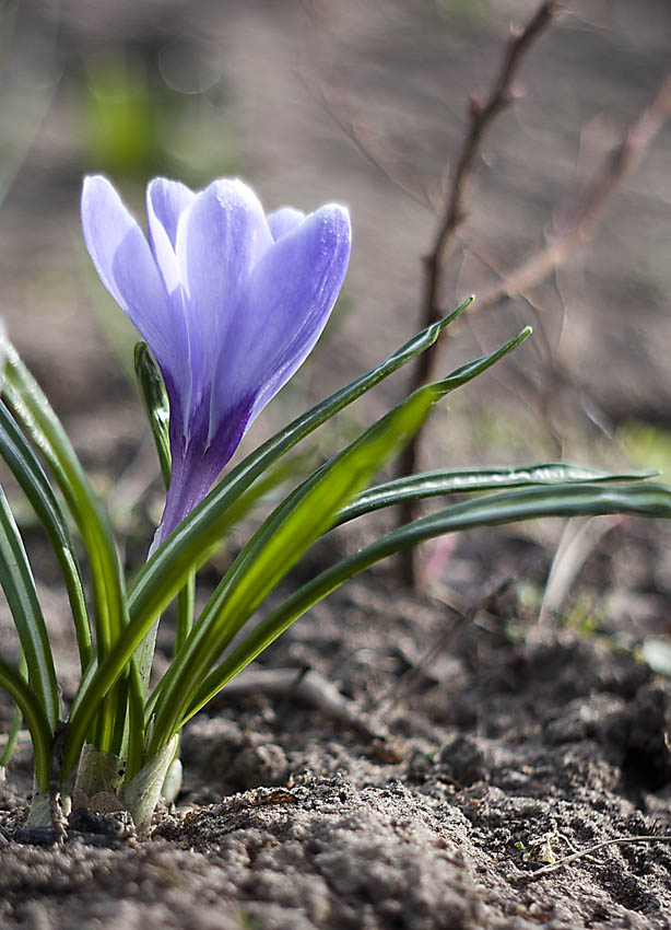 Spring ...
