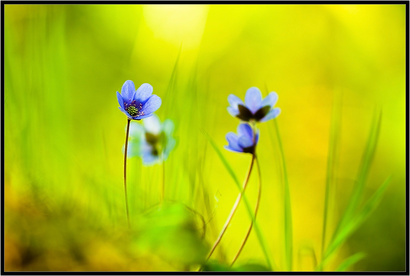 Artist Spring ...