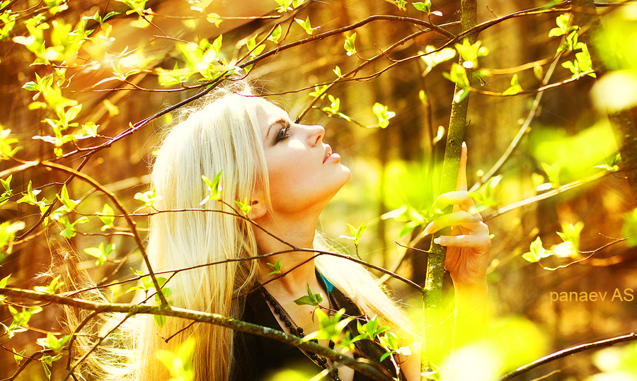 In the Forest