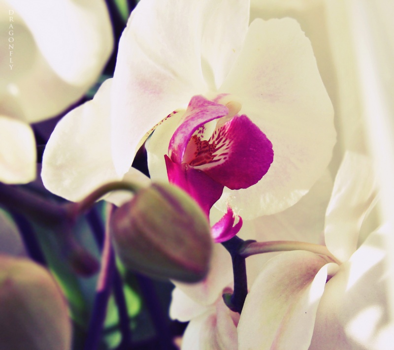 Orchid