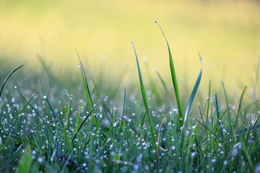 bliki-na-zemle / ***