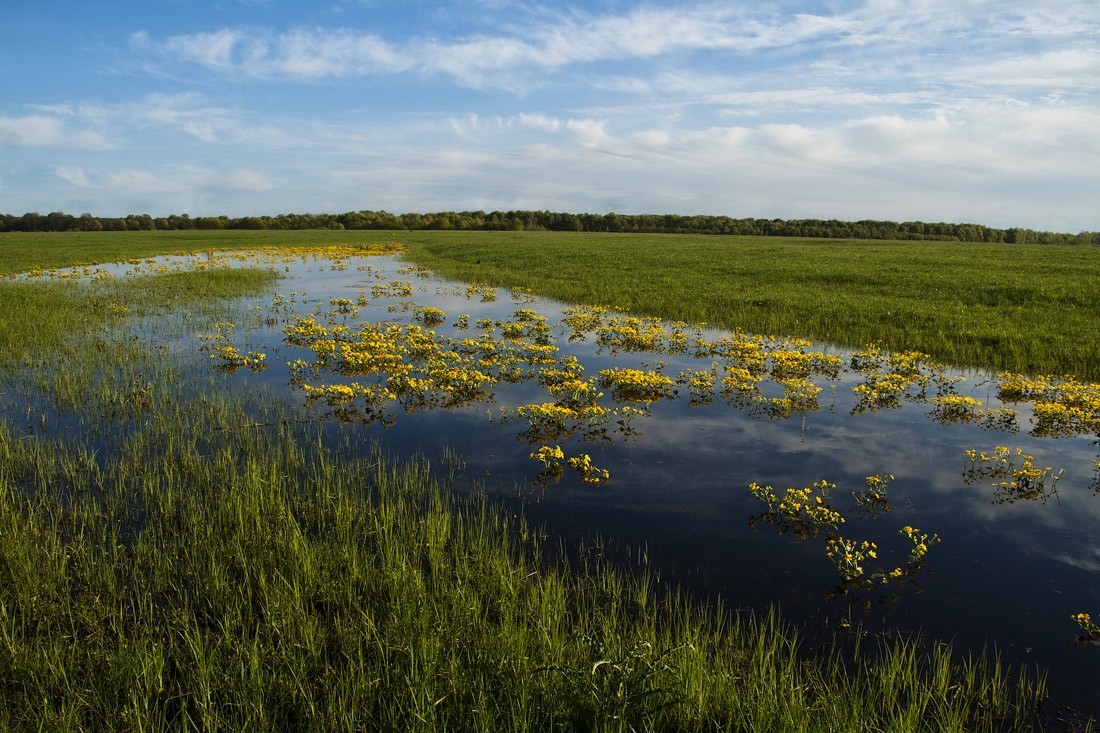 Meadows