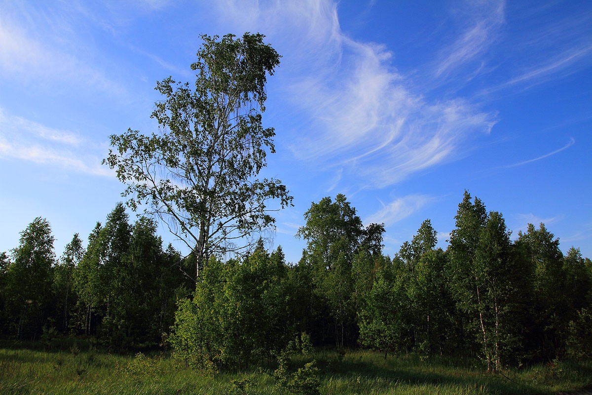 About the birch tree, tall and ugly
