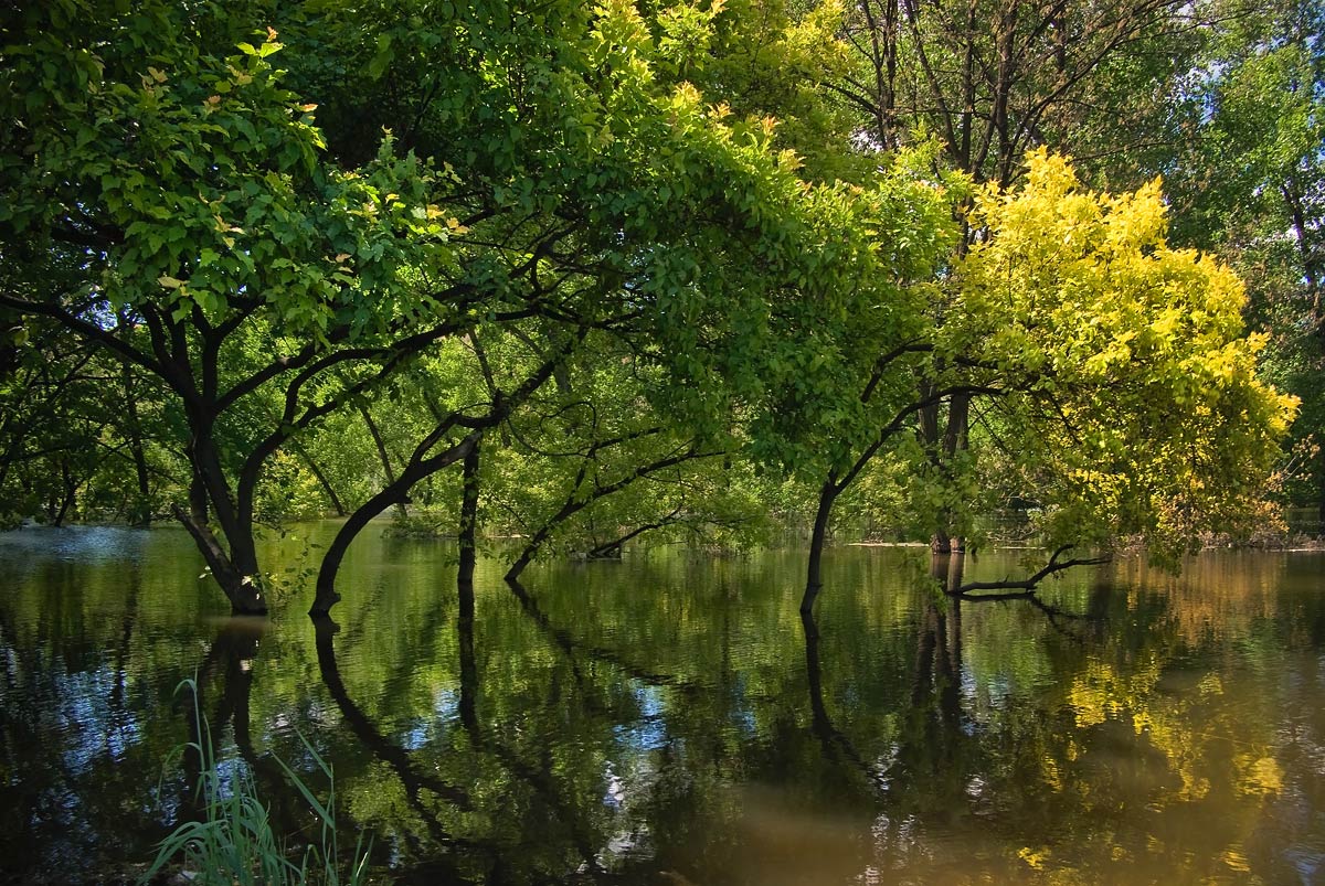 Singing trees, water shine!