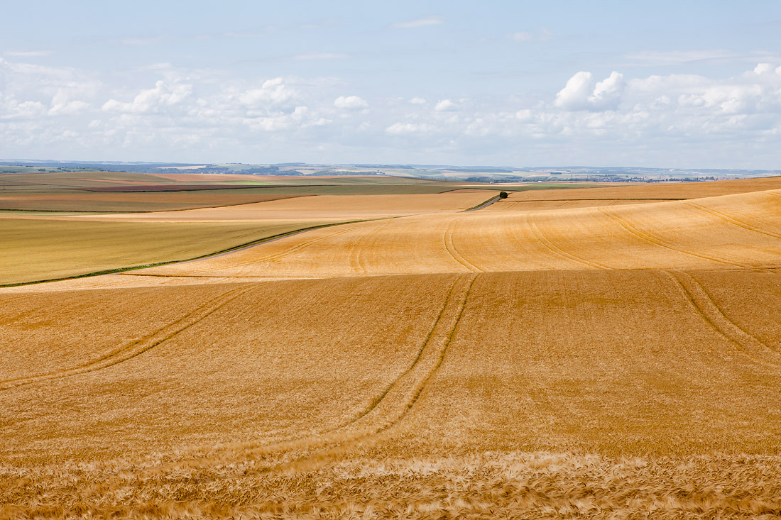 Field