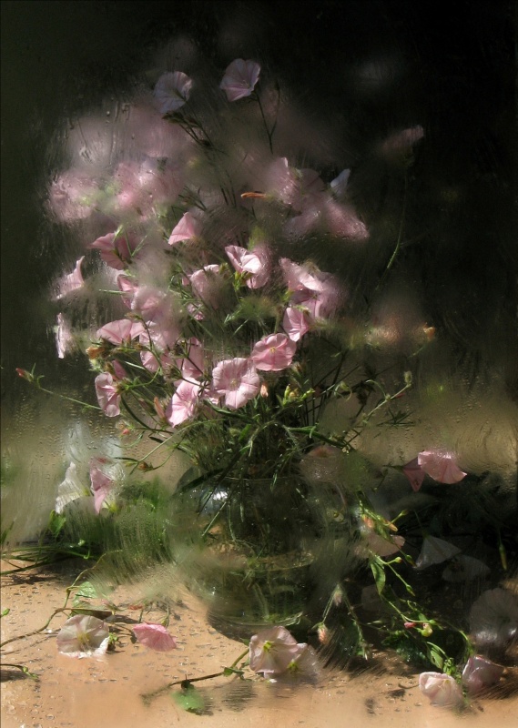 Convolvulus