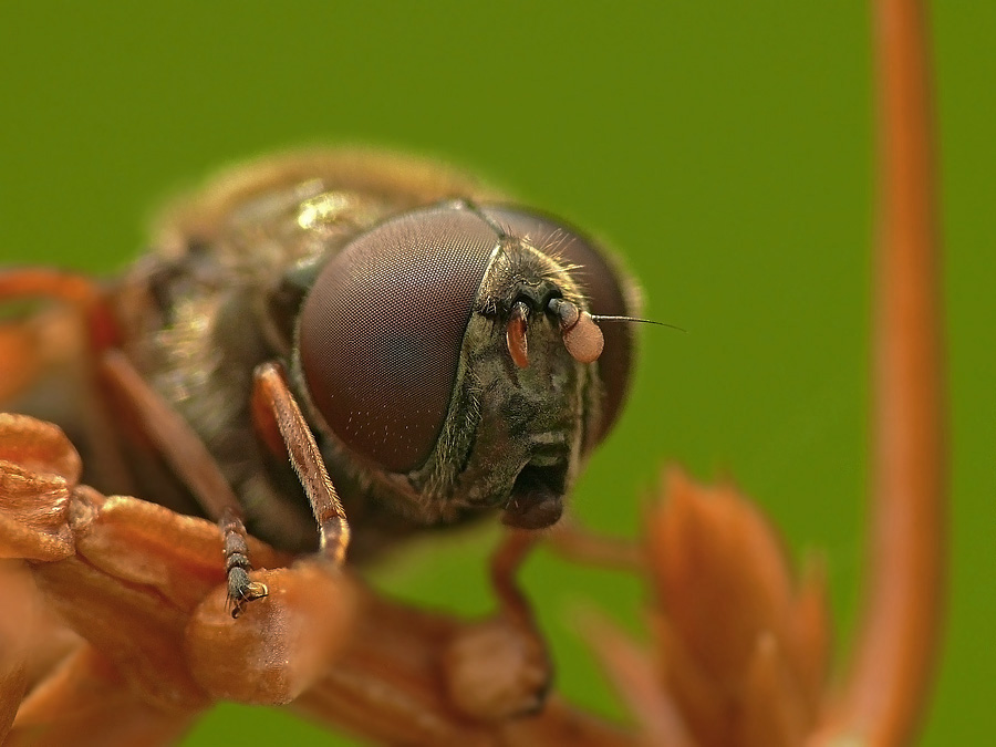 Fly zhurchalka