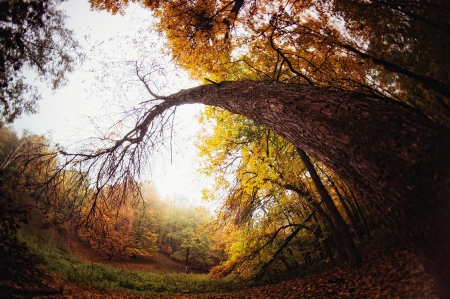 Autumn flourish